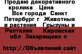 Продаю декоративного кролика › Цена ­ 500 - Все города, Санкт-Петербург г. Животные и растения » Грызуны и Рептилии   . Кировская обл.,Захарищево п.